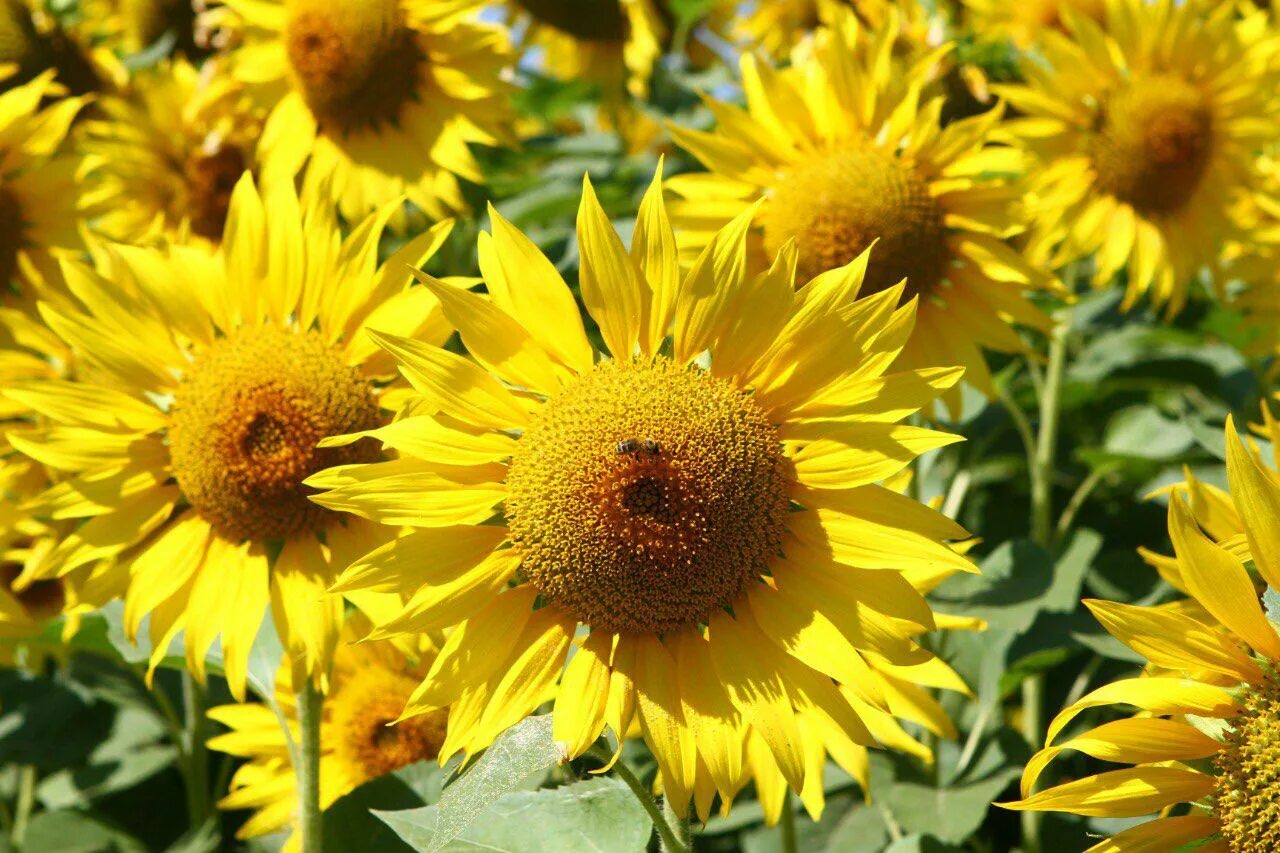 Stocks of oilseeds in June increased in annual terms by 51.4