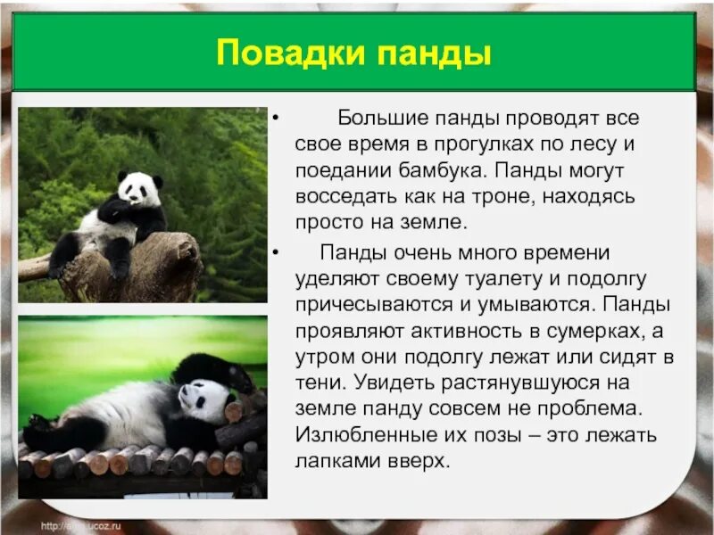 Сообщение о панде. Факты о пандах. Источник информации о большой панде. Факты о большой панде.