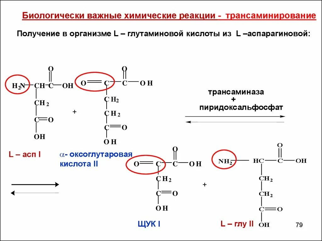 Реакция организма на кислоту. Глутаминовая кислота трансаминирование. Трансаминирование аспарагина. Реакция трансаминирования аспарагиновой кислоты. Синтез аспарагиновой кислоты в организме.