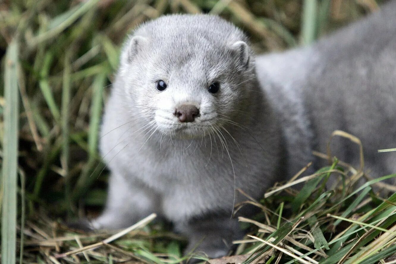 Норка саяны. Норка жизнь. Норка жизнь. Европейская норка жилище. Нора европейской норки.