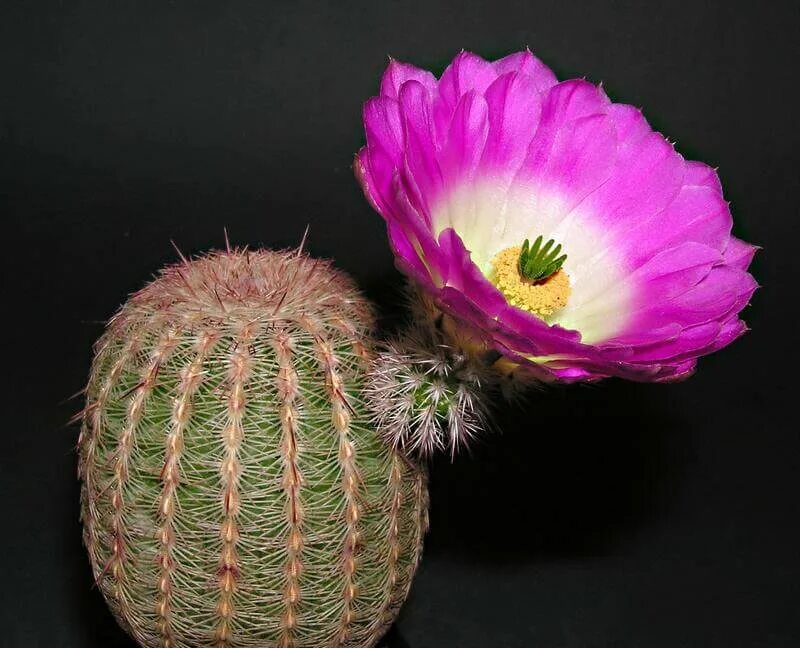 Эхиноцереус кактус непоседа. Echinocereus melanocentrus. Эхиноцереус пектинатус. Эхиноцереус рейхенбаха. Эхиноцереус гребенчатый echinocereus pectinatus.