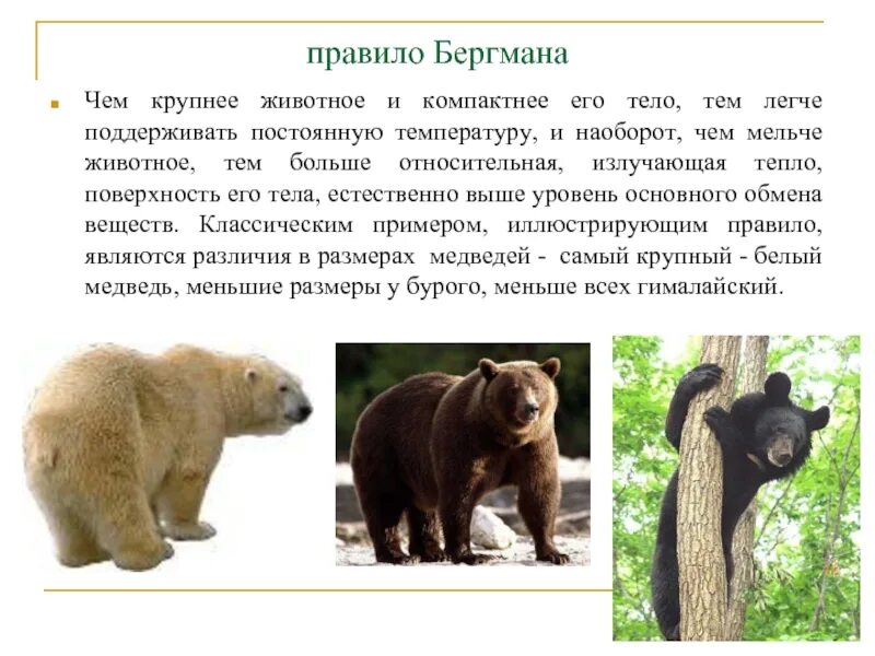 Схема систематика плацентарных млекопитающих. Сообщение о млекопитающих. Самое большое животное суши. Отряд хищные. Животные обмтающие на суши.