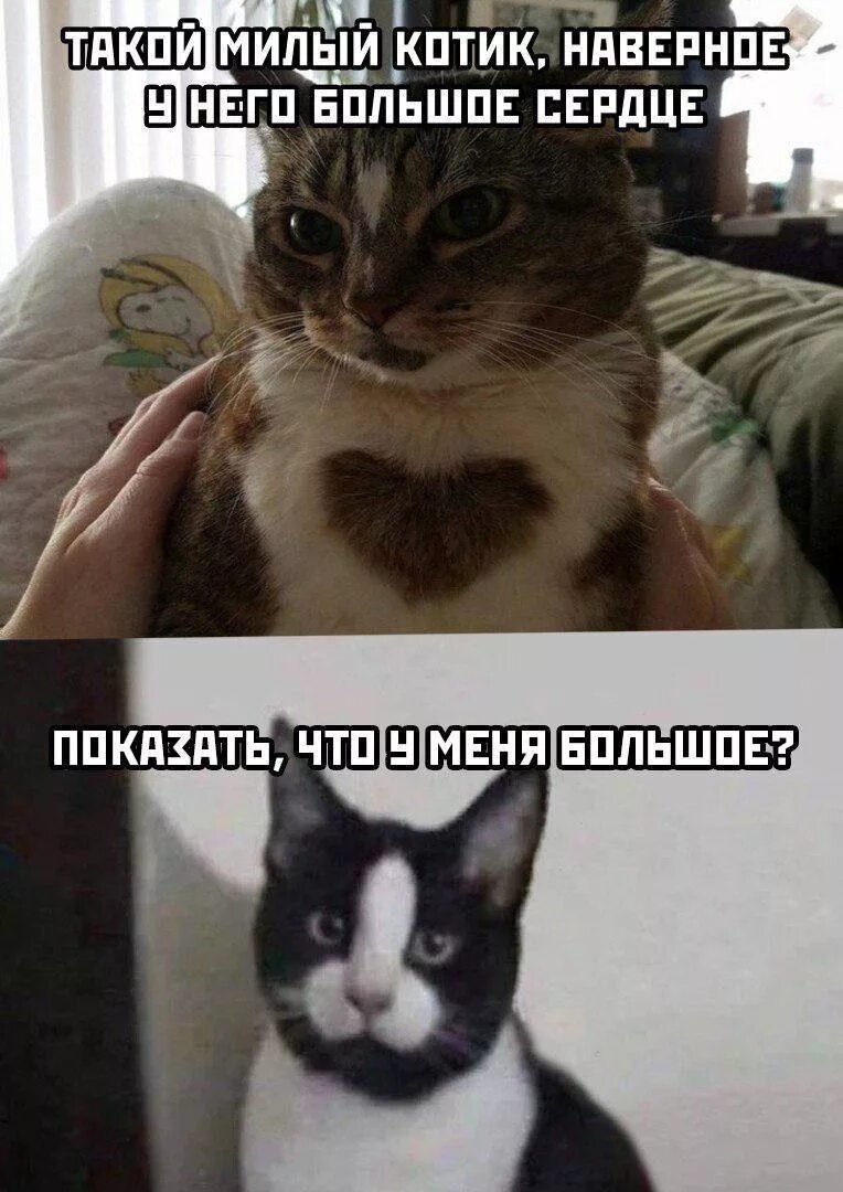 Мемы про котят. Мемы с котиками. Котики смешные мемы. Мемы с котиками с надписями смешные. Мемы с котами и надписями.