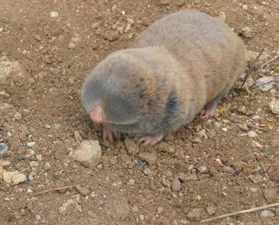 старый крот. старый крот. короткомордый крот. старый крот. крот мультсериал 1957.