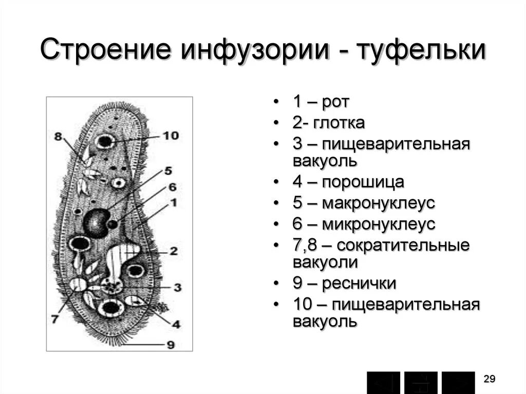 Инфузория туфелька какой органоид. Биология инфузория туфелька строение. ПАРАМЕЦИЯ туфелька строение. Инфузория туфелька микронуклеус. Инфузория ПАРАМЕЦИЯ строение.