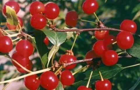 Аморели сорт вишни