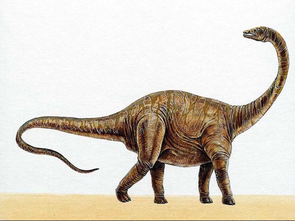 Самый травоядный динозавр. Травоядные динозавры Диплодок. Зауропод и Диплодок. Длинношеий динозавр Диплодок. Динозавры Диплодок Бронтозавр.
