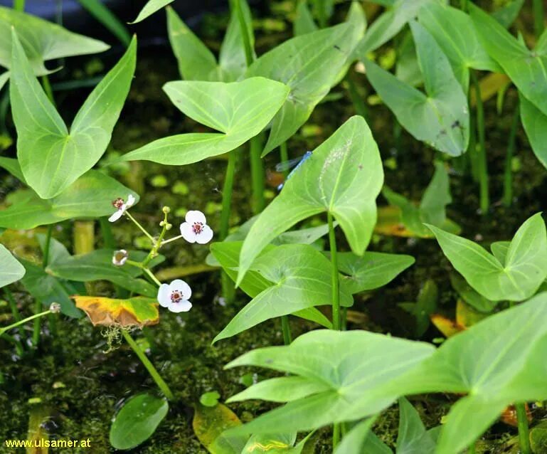 Как выглядит растение стрелолист Sagittaria sagittifolia Изображение особи Плантариум
