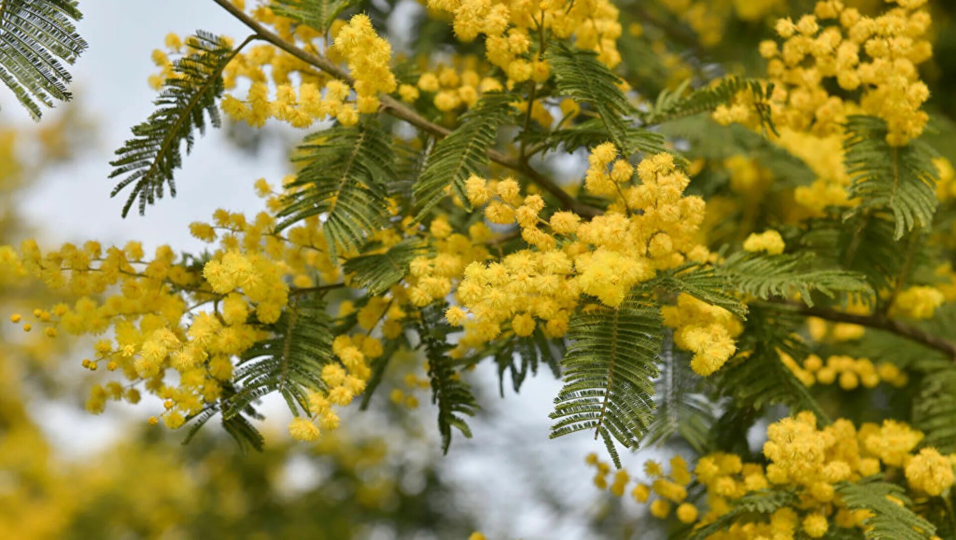 Сколько цветет мимоза. Уральская мимоза кустарник. Акация серебристая (acacia dealbata). Цветение мимозы в сочи. Мимоза сицилия.