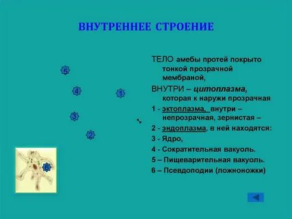 Амеба протей кратко