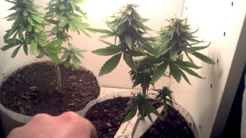 First grow