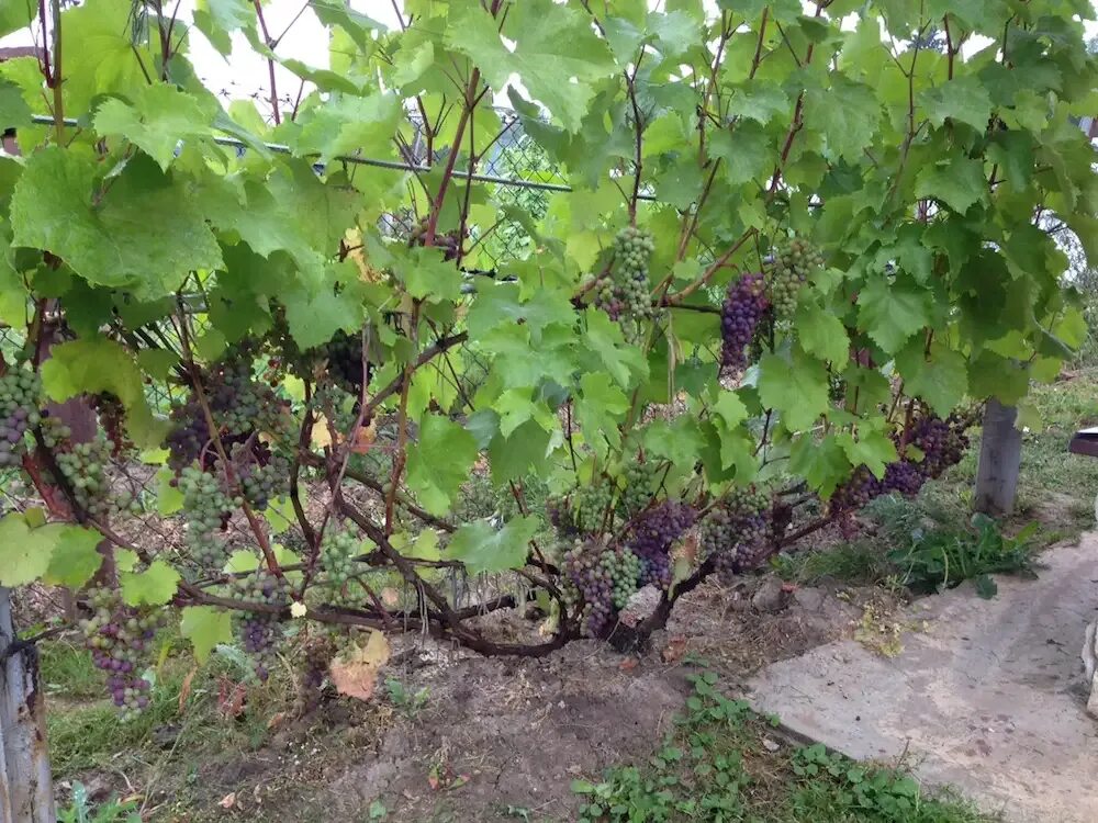 Можно ли пересадить взрослый виноград. Куст винограда Мерсилон. Витис Лабруска.