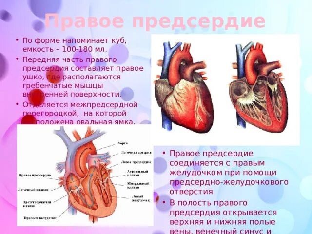 Где предсердие. Предсердия анатомия ушки сердца-. Правое предсердие сердца анатомия. Строение левого предсердия. Сердце прав предсердие.