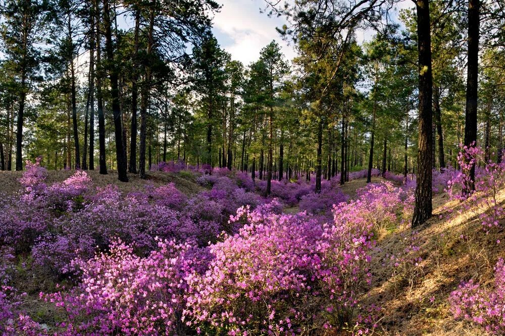 багульник забайкальский. лесная растительность краснодарского края. растительный мир края. купальница алтайская. растительный мир края.