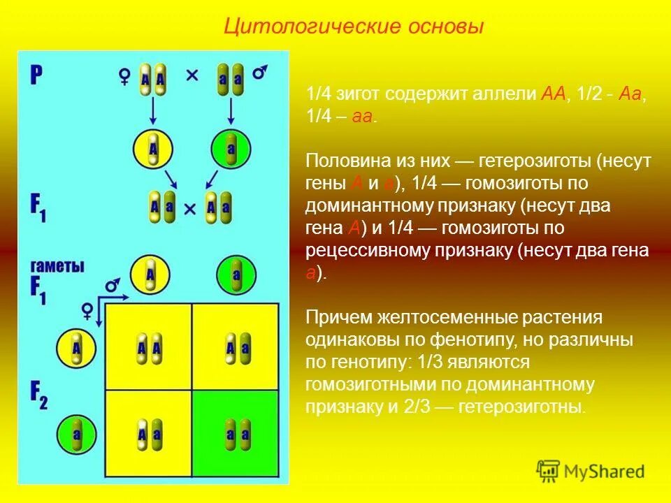 Сколько аллелей одного гена содержит гамета