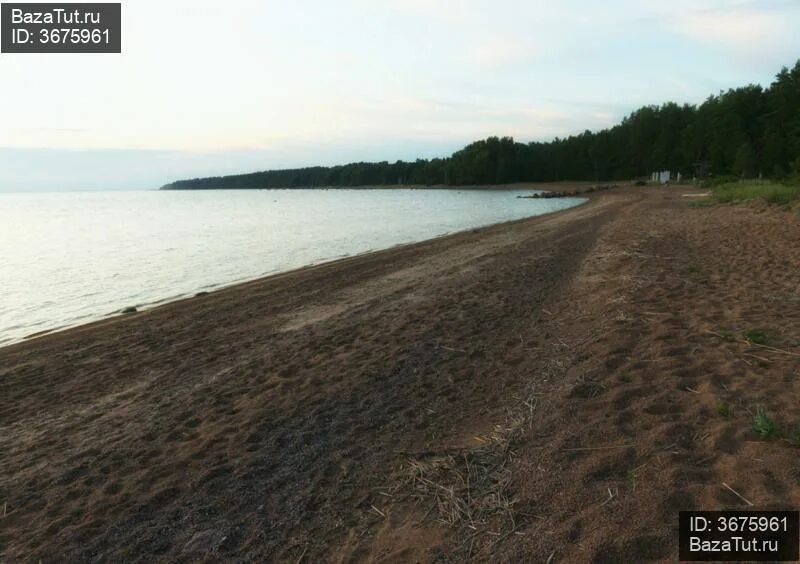 Деревня вязы ленинградская область. Погода вязы ленинградская область. Погода вязы ленинградская область. Погода вязы ленинградская область. Усадьба мерево.