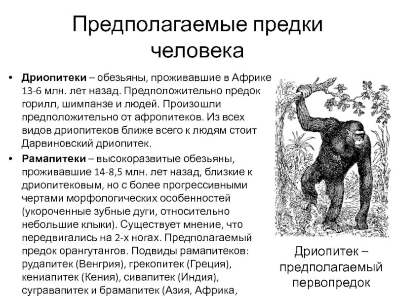 Дриопитеки общие предки. Человек дриопитек. Дриопитек древесная обезьяна. Дриопитек характеристика. Дриопитеки шимпанзе горилла человек.