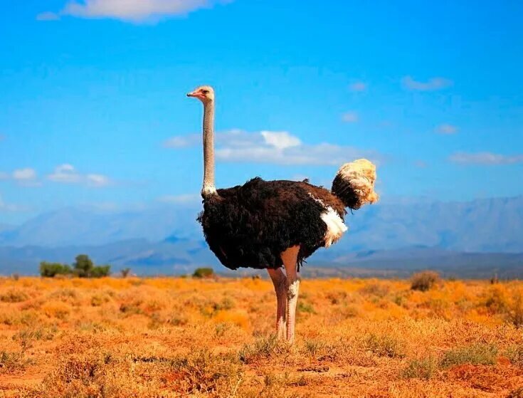 Самая большая птица на земле. Африканский страус. Африканский страус Африканский страус. Африканский страус нанду. Африканский страус рост.