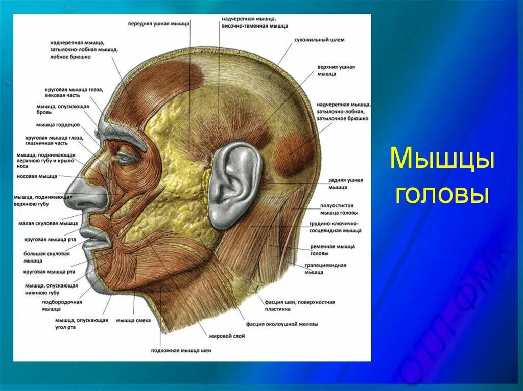 Части головы человека названия. Строение головы. Мышцы головы. Название частей головы.