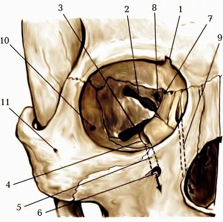 Левой глазницы. Инцизура супраорбиталис. Череп анатомия верхняя глазничная щель. Каналис назолакрималис анатомия. Топография глазницы анатомия.