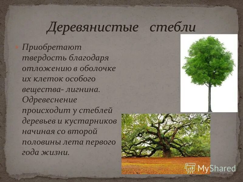 строение стебля и транспорт веществ. твердость стеблю придает. сталь (сплав железа с углеродом) состав. минеральные вещества для растений. твердость стеблю придает.