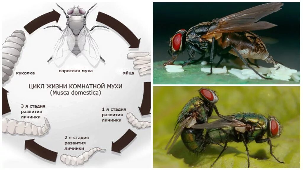 Двукрылые комнатная Муха. Комнатная Муха жизненный цикл. Цикл развития комнатной мухи схема. Цикл развития двукрылых.