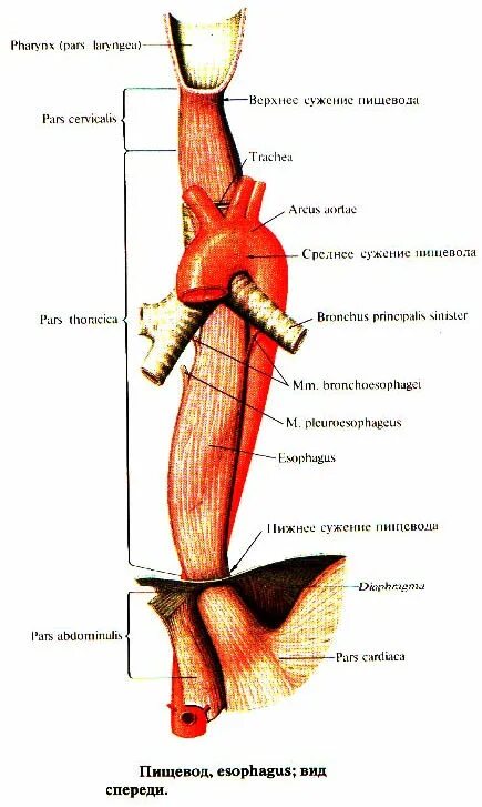 Перед пищеводом. Анатомические сужения пищевода латынь. Пищевод вид спереди анатомия. Пищевод строение анатомия латынь. Пищевод анатомия Синельников.