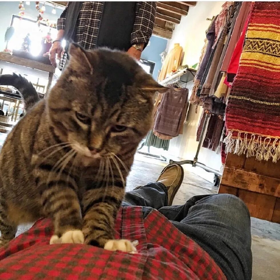 Вольяжно это