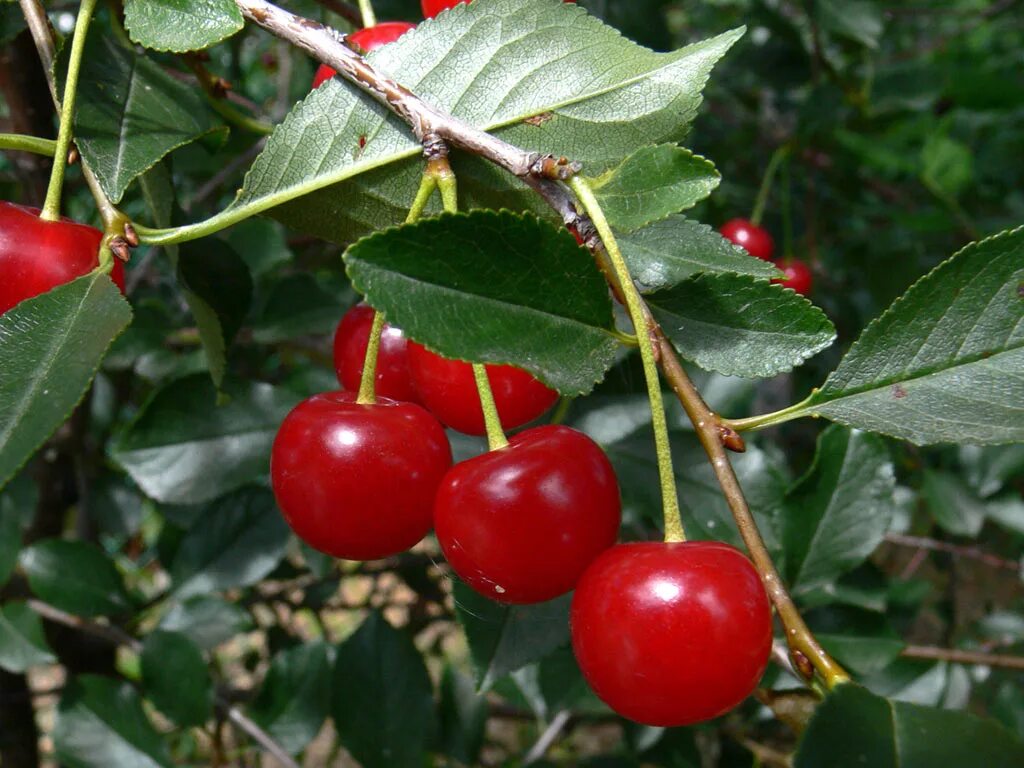 Вишня обыкновенная Cerasus vulgaris. Prunus Cerasus вишня обыкновенная. Вишня - Prunus Cerasus 'Benham`s early Duke'. Вишня обыкновенная (вишня кислая).