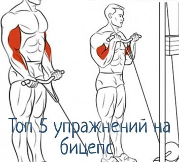 Тренировка для бицепса в тренажерном зале
