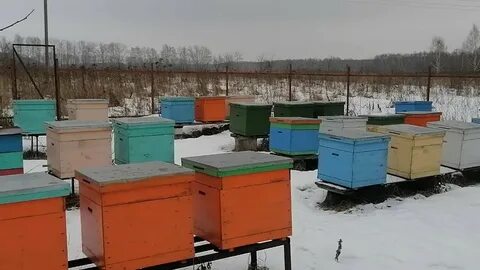 Bee 2023
