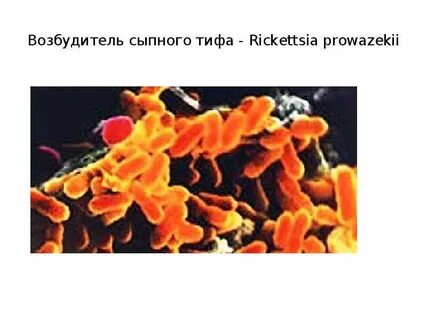 Возбудитель сыпного