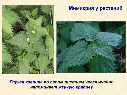 Жизнь крапиву