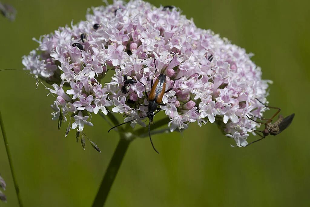 Валерьянка трава. Валериана лекарственная / Valeriána officinális. Валериана. (Valeriana officinalis). Валериана соцветие. Валериана двудомная.