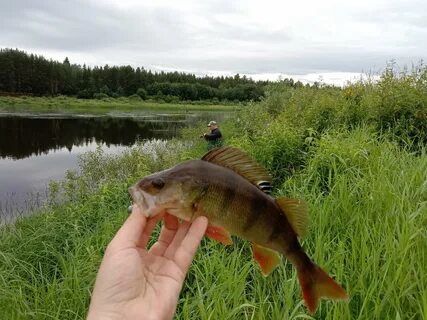 Рыбалка в могилеве коряжнике могилев
