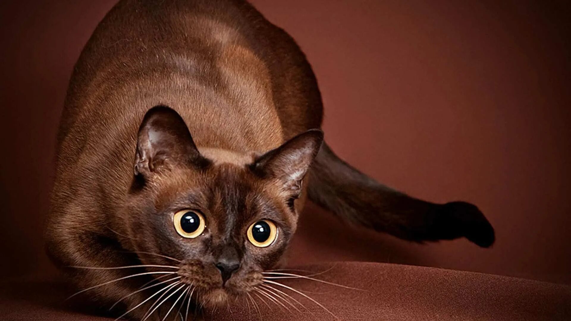 Породы коричневых котов. Порода кошек Бурма. Бурманская короткошерстная кошка. Бурманская кошка европейская. Котята породы Бурма.