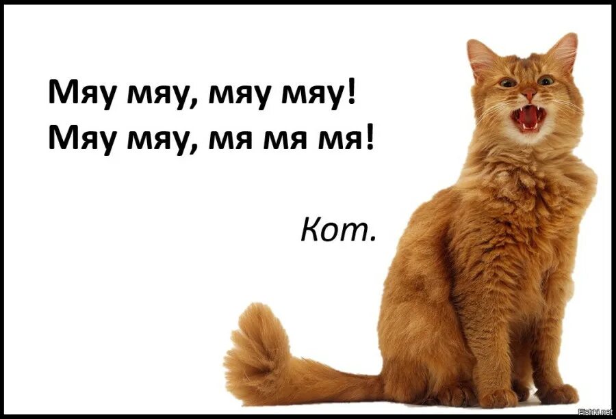 котик мяу. мяу мяу. музыка кота мяу мяу мяу. Ichigo momomiya (tokyo mew mew). мяу мяу.