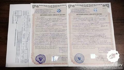 Ветеринарное свидетельство