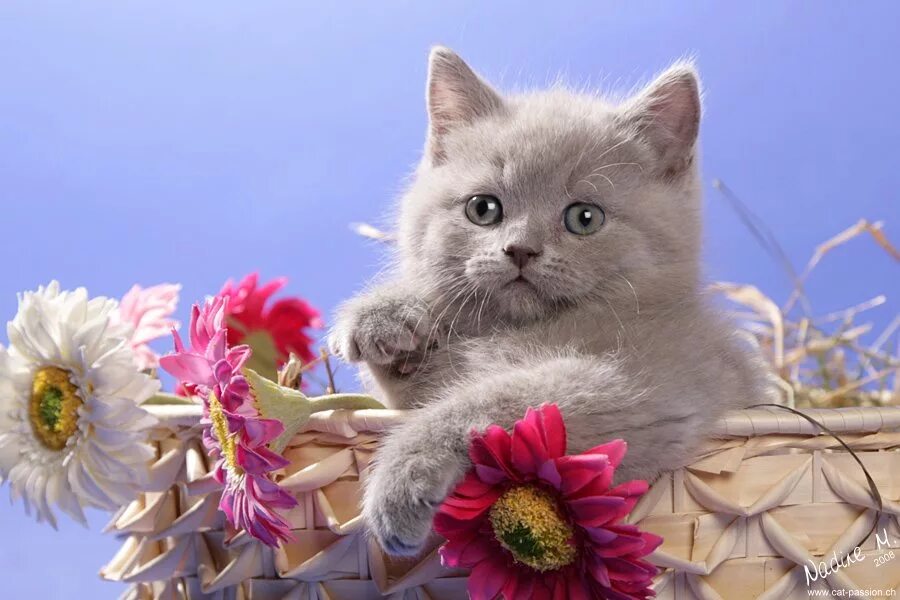 открытки с котятами. счастливый котенок. добрый день с котиками. удачного дня котенок. открытка «котики».