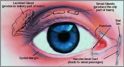 Blepharitis латынь