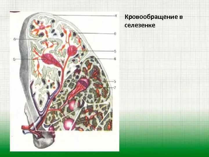 Схема кровообращения в селезенке. Кровоснабжение селезенки схема. Кровоснабжение селезенки гистология. Внутреннее строение селезенки. В состав какой системы органов входит селезенка