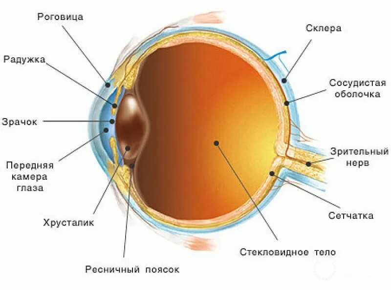Какое изображение в глазу у человека. Строение глаза роговица радужка. строение глаза сетчатка роговица хрусталик. строение глаза человека анатомия. анатомическое строение глаза человека.