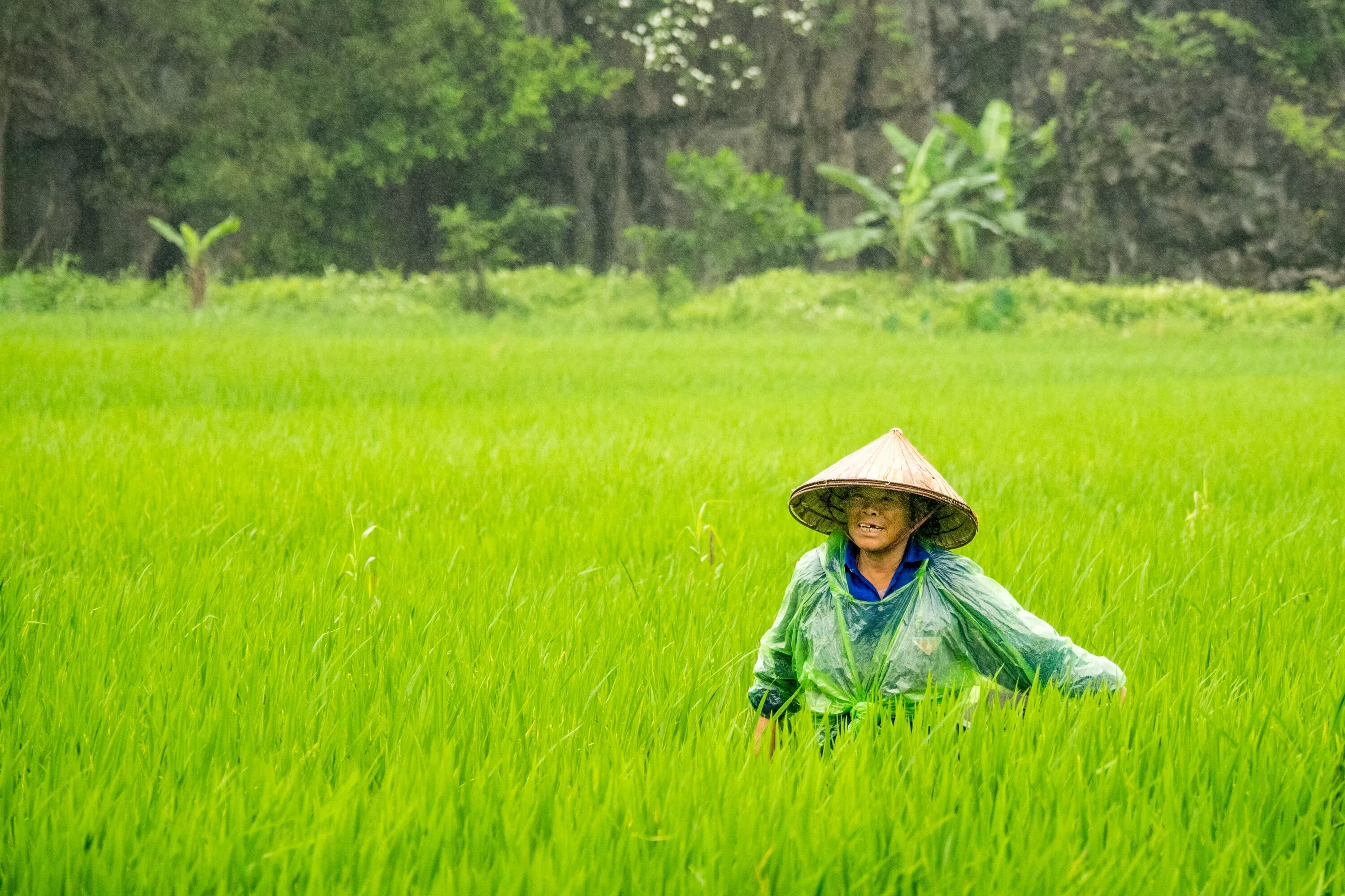 They rice in the fields