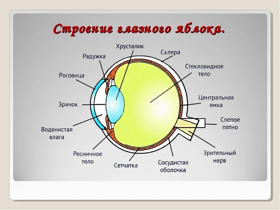 Строение глаза глазное яблоко