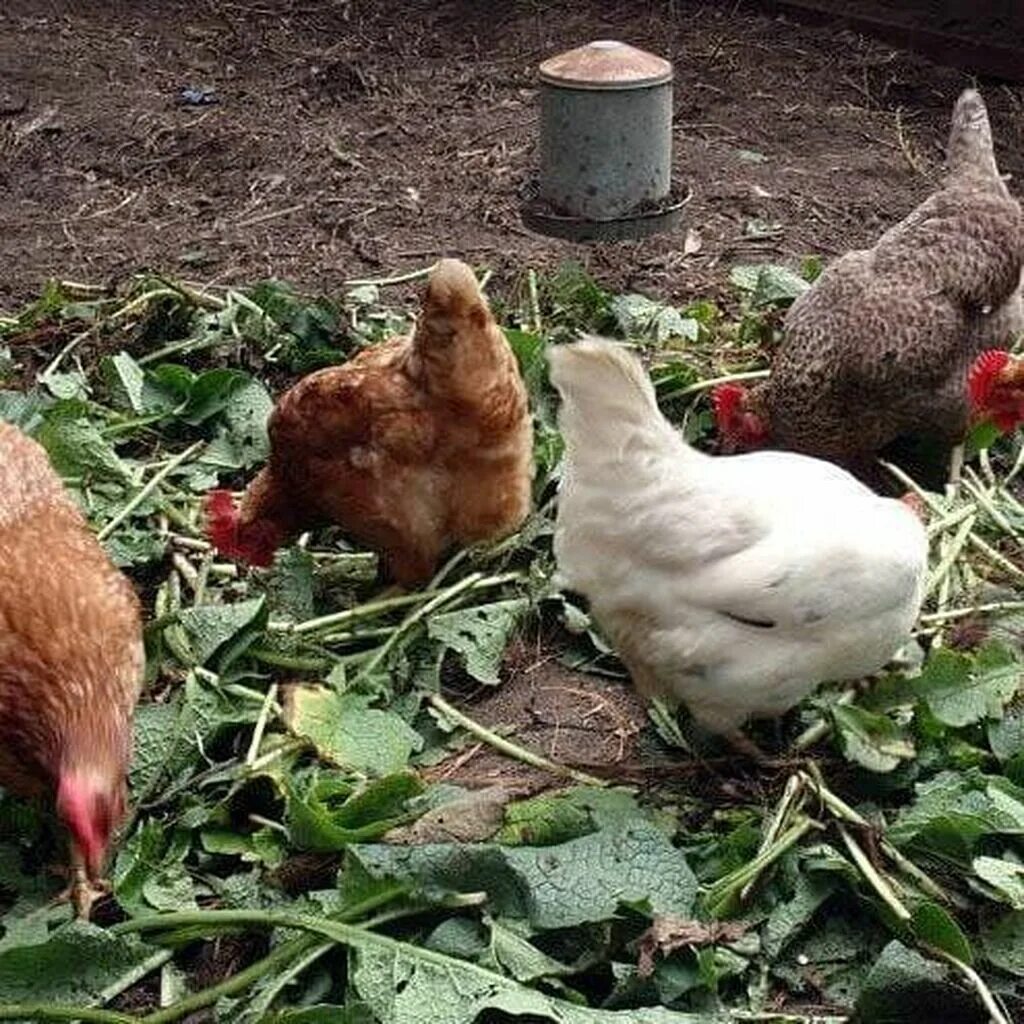 Можно курам свеклу. Трава для курей. Зелень для кур несушек. Куры клюют траву. Кормление кур.