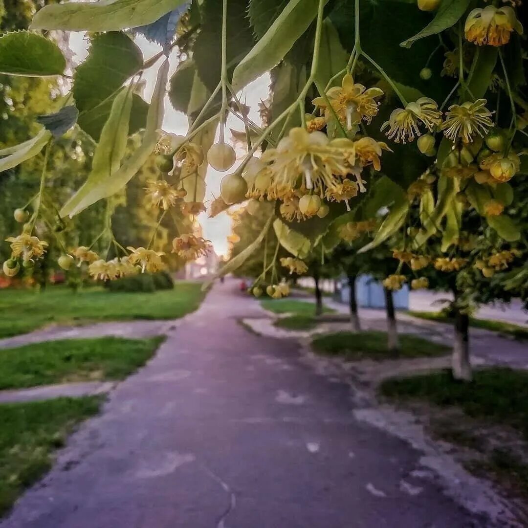 Липа древнейшая спутница города. Липа мелколистная аллея. Липа мелколистная Липовая аллея. Цветущая Липовая аллея. Уфа Липовая аллея.