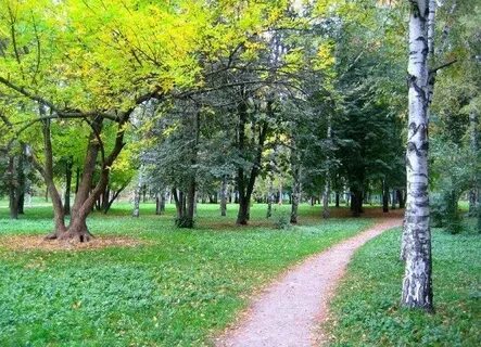 Березовая роща полежаевская