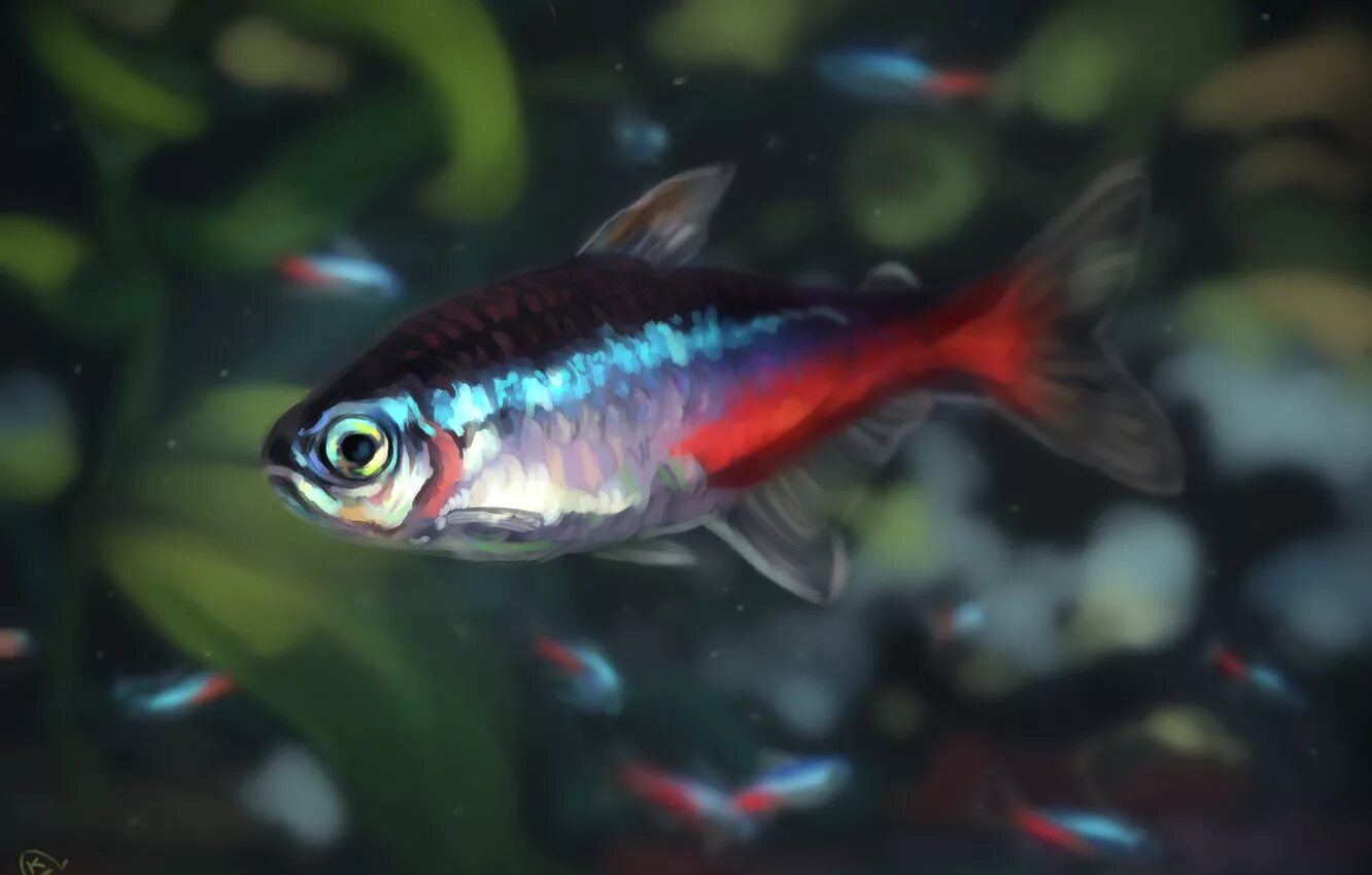 Неон голубой аквариумная рыбка. Керри рыбка аквариумная. Неон красный (кардинальская тетра). Фотография неонов. Неон красный кардинальская тетра paracheirodon axelrodi.