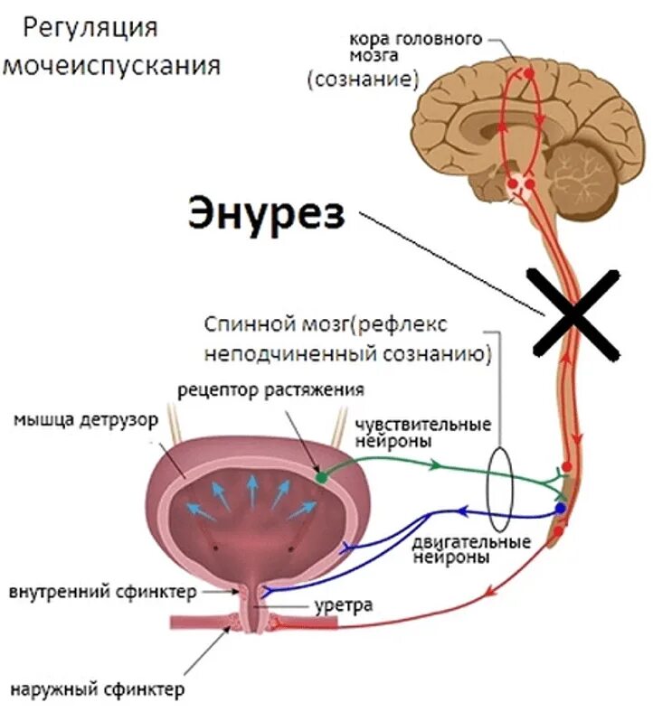 Нервная регуляция мочеиспускания схема. Рефлекторная дуга мочеиспускания схема. Регуляция мочевыделения схема. Непроизвольная регуляция мочеиспускания. Лечение энуреза у взрослых мужчин