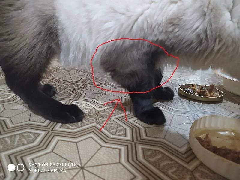 Кот не наступает на заднюю. У кота распухли передние лапы. новообразование на лапе у кота.
